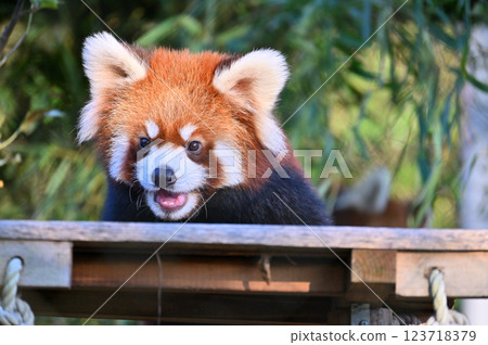 Close-up of a cute red panda 123718379