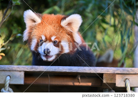 Close-up of a cute red panda 123718380