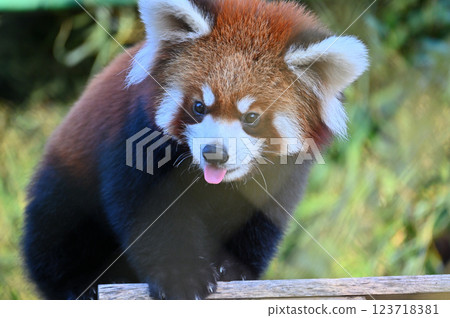 Close-up of a cute red panda 123718381