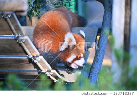 Close-up of a cute red panda 123718387
