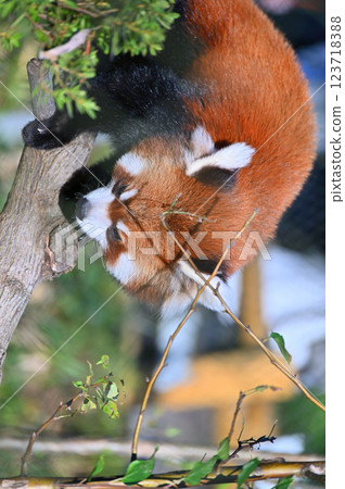 Close-up of a cute red panda 123718388