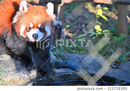 Close-up of a cute red panda 123718389