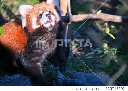 Close-up of a cute red panda 123718392