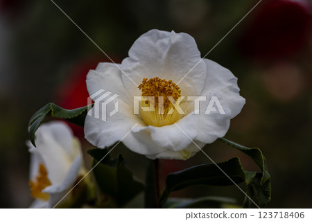 五石海岸世界山茶花節 五石海岸世界山茶花節 123718406