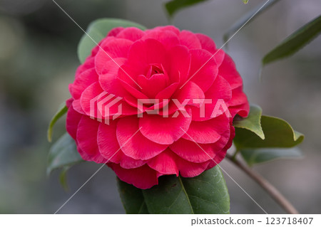 五石海岸世界山茶花節 五石海岸世界山茶花節 123718407