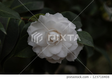 五石海岸世界山茶花節 五石海岸世界山茶花節 123718408