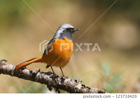 Giubitaki (male) 123718420