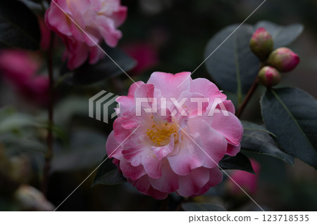 Goishi Coast World Camellia Festival 123718535