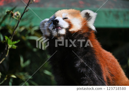 小熊貓 123718580