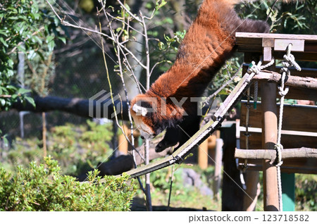 Lesser panda 123718582