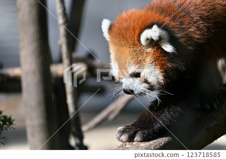 小熊貓 小熊貓 123718585