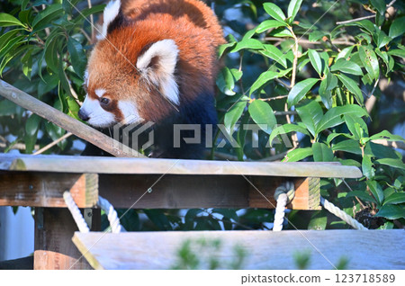 Lesser panda 123718589