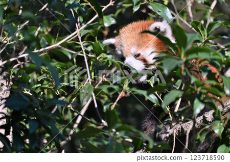 Lesser panda 123718590