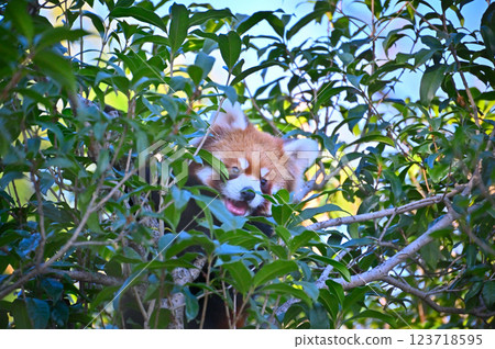 Lesser panda 123718595