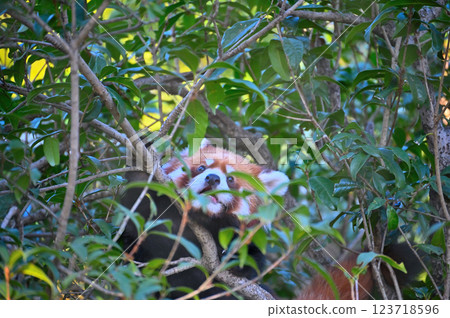 Lesser panda 123718596