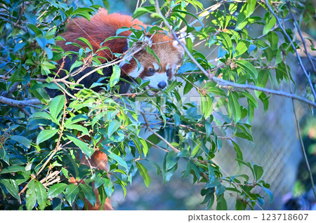 Lesser panda 123718607