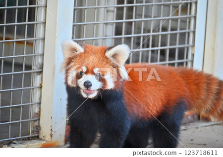 Lesser panda 123718611