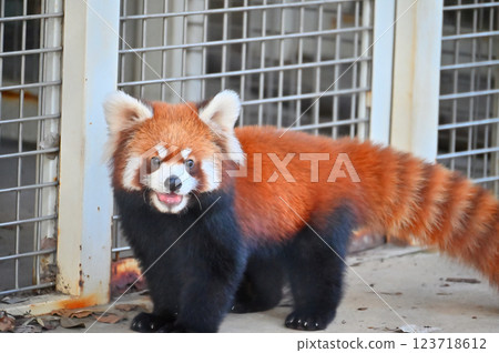 Lesser panda 123718612