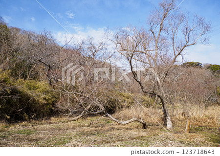 A walk through Koajiro Forest on a sunny day 123718643