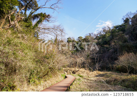 陽光明媚的日子，漫步在小次郎森林 123718655