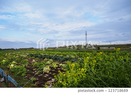 三浦市的特產捲心菜 三浦市的特產捲心菜 123718689