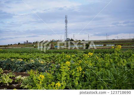 Cabbage, a specialty of Miura City Cabbage, a specialty of Miura City 123718690