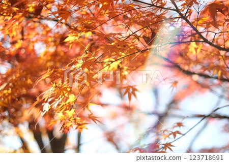 Bright maple Bright maple 123718691