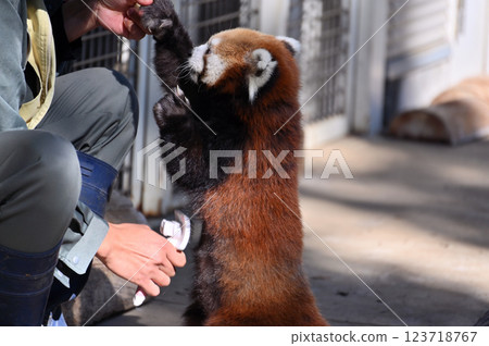 給小熊貓梳毛 給小熊貓梳毛 123718767