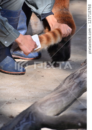 Brushing the Red Panda 123718768