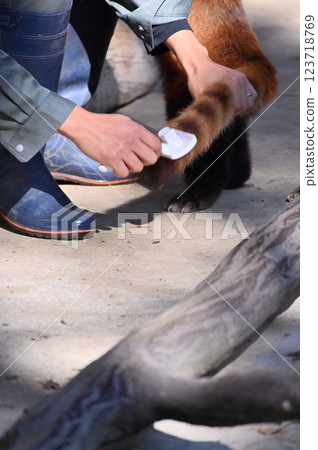Brushing the Red Panda Brushing the Red Panda 123718769