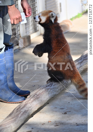 Brushing the Red Panda Brushing the Red Panda 123718772