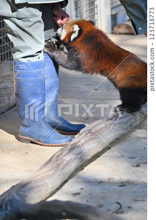 Brushing the Red Panda Brushing the Red Panda 123718773
