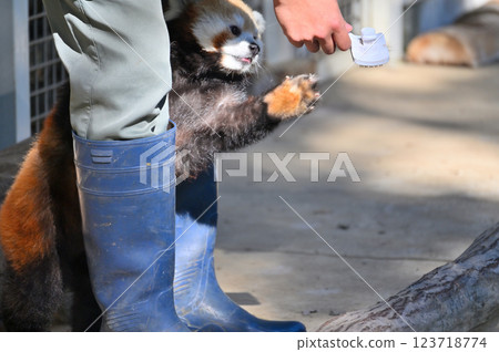 Brushing the Red Panda 123718774