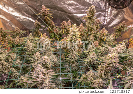 female blossom marijuana SoG Sea of Green net hemp cultivation technique Growing pot indoor bloom stage growth Medical female blossom marijuana SoG Sea of Green net hemp cultivation technique Growing pot indoor bloom stage growth Medical 123718817