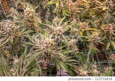 female blossom marijuana SoG Sea of Green net hemp cultivation technique Growing pot indoor bloom stage growth Medical female blossom marijuana SoG Sea of Green net hemp cultivation technique Growing pot indoor bloom stage growth Medical 123718818