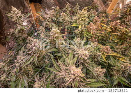 female blossom marijuana SoG Sea of Green net hemp cultivation technique Growing pot indoor bloom stage growth Medical 123718821