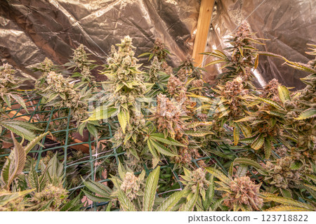female blossom marijuana SoG Sea of Green net hemp cultivation technique Growing pot indoor bloom stage growth Medical female blossom marijuana SoG Sea of Green net hemp cultivation technique Growing pot indoor bloom stage growth Medical 123718822