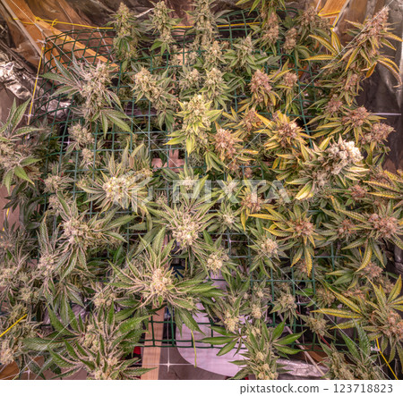 female blossom marijuana SoG Sea of Green net hemp cultivation technique Growing pot indoor bloom stage growth Medical female blossom marijuana SoG Sea of Green net hemp cultivation technique Growing pot indoor bloom stage growth Medical 123718823