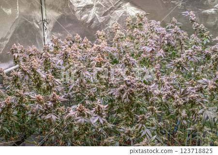 female blossom marijuana SoG Sea of Green net hemp cultivation technique Growing pot indoor bloom stage growth Medical 123718825