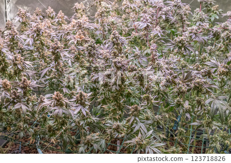 female blossom marijuana SoG Sea of Green net hemp cultivation technique Growing pot indoor bloom stage growth Medical 123718826