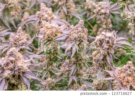 female blossom marijuana SoG Sea of Green net hemp cultivation technique Growing pot indoor bloom stage growth Medical 123718827