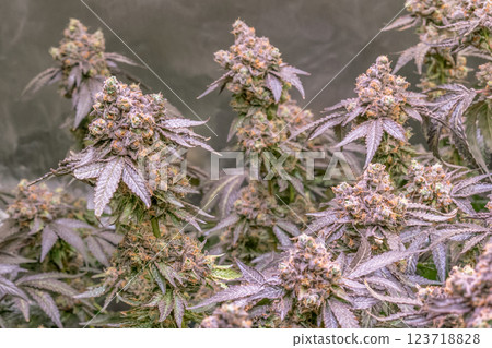 female blossom marijuana SoG Sea of Green net hemp cultivation technique Growing pot indoor bloom stage growth Medical 123718828