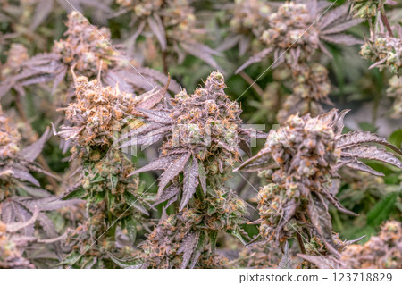 female blossom marijuana SoG Sea of Green net hemp cultivation technique Growing pot indoor bloom stage growth Medical 123718829