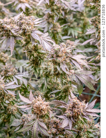female blossom marijuana SoG Sea of Green net hemp cultivation technique Growing pot indoor bloom stage growth Medical 123718836