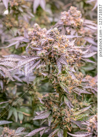 female blossom marijuana SoG Sea of Green net hemp cultivation technique Growing pot indoor bloom stage growth Medical 123718837