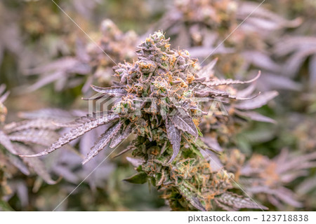 female blossom marijuana SoG Sea of Green net hemp cultivation technique Growing pot indoor bloom stage growth Medical 123718838