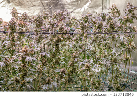female blossom marijuana SoG Sea of Green net hemp cultivation technique Growing pot indoor bloom stage growth Medical 123718846