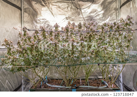 female blossom marijuana SoG Sea of Green net hemp cultivation technique Growing pot indoor bloom stage growth Medical 123718847