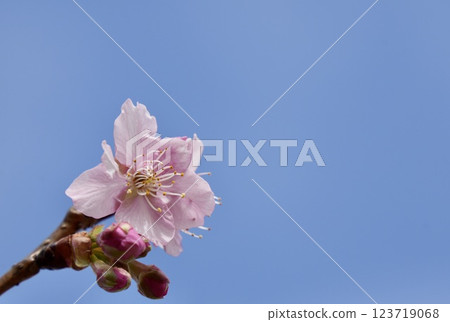 Kawazu cherry blossoms blooming against the blue sky 123719068