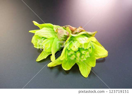 吹牛頭 123719151